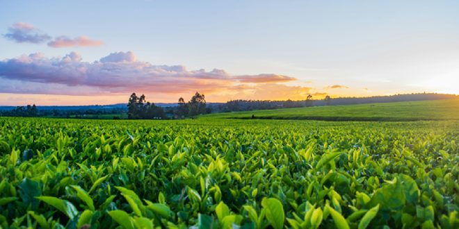江藤 農林 水産 大臣