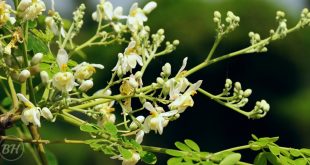 Sajna Tree