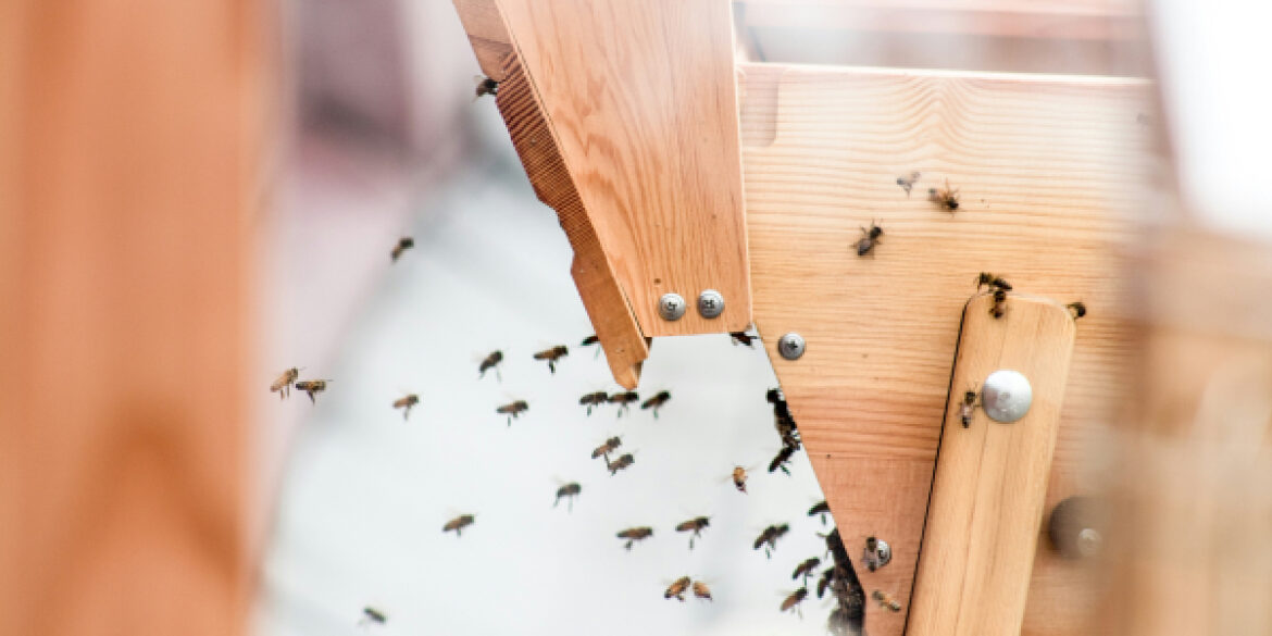 How To Get Rid of Household Pests