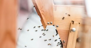 How To Get Rid of Household Pests