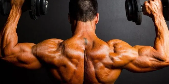 muscle building