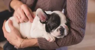 The Hotels That Do Allow You To Keep Your Pets When You Are On Vacations