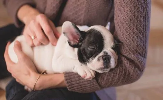 The Hotels That Do Allow You To Keep Your Pets When You Are On Vacations