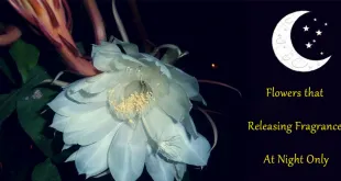 Flowers that Releasing Fragrance At Night Only