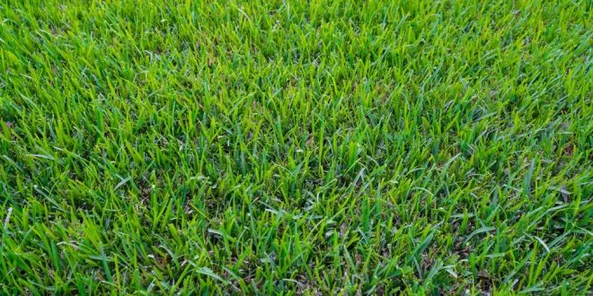 Centipede Sod in Atlanta