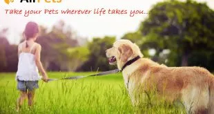 Pet Transportation