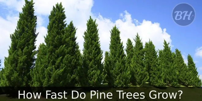 How Fast Do Pine Trees Grow?