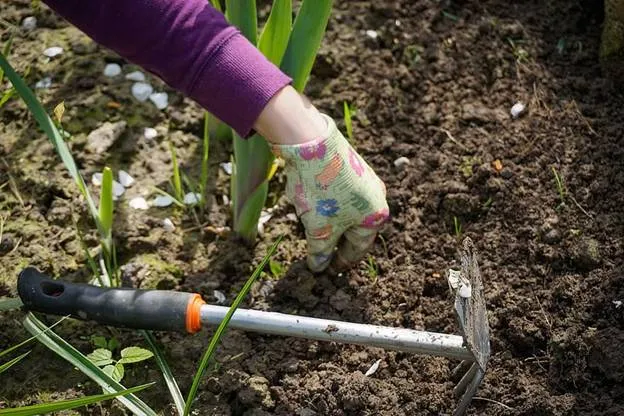 Remove the weeds