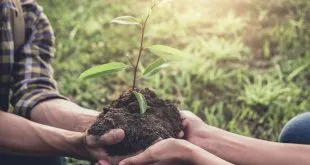 reforestation