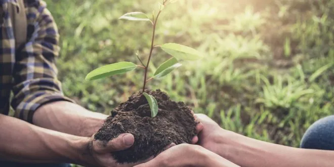 reforestation