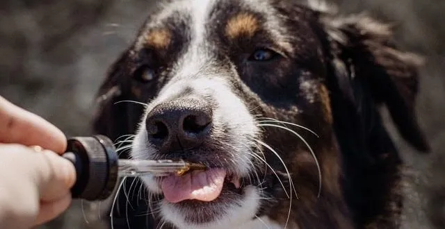 How To Buy The Right CBD Oil For Your Pets