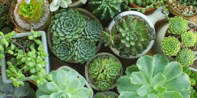 succulent plant