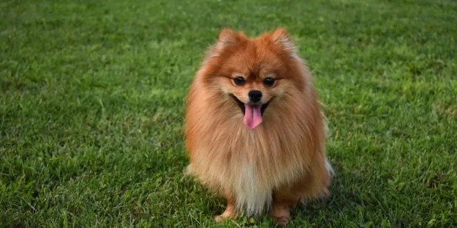 pomeranian dog