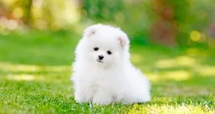 Puppy