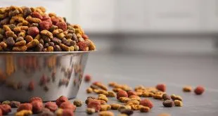 Dog Foods