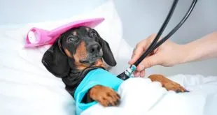 Health Threats In Dogs