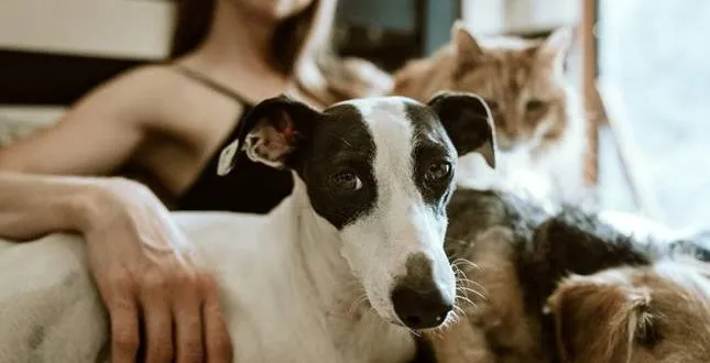 Which Pet Is Suitable For Your Family