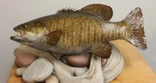 fish taxidermy