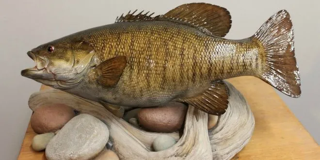 fish taxidermy