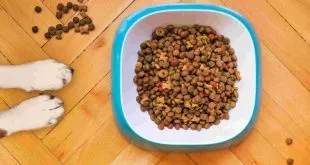 dog food