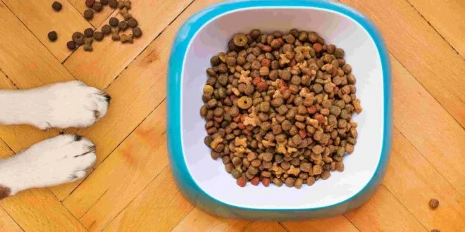 dog food