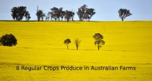8 Regular Crops Produce in Australian Farms