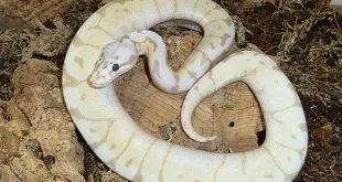 Benefits of Getting a Pet Ball Python