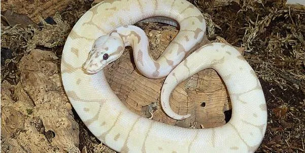Benefits of Getting a Pet Ball Python