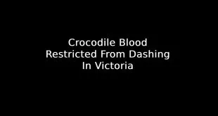 Crocodile Blood Restricted From Dashing In Victoria