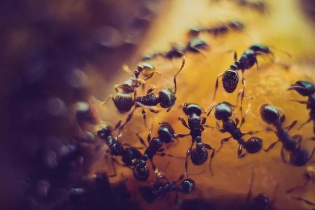 Ant Infestation