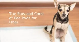 Pee Pads for Dogs