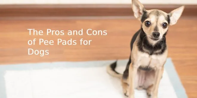Pee Pads for Dogs