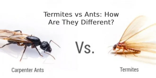 Termites vs Ants