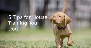 5 Tips for House Training Your Dog