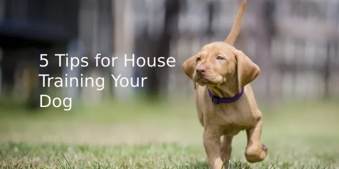 5 Tips for House Training Your Dog