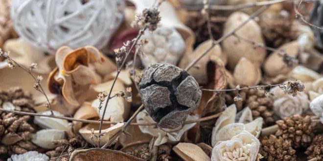 Sola Wood Flowers