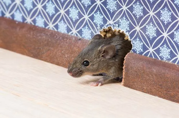 Rodent Infestation