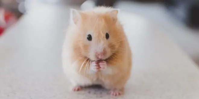 Rodent Infestation