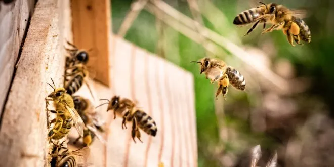 Wasp Removal