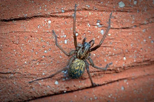 Venomous Spiders