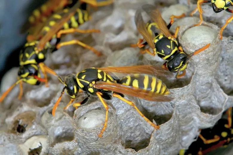 Wasp Removal
