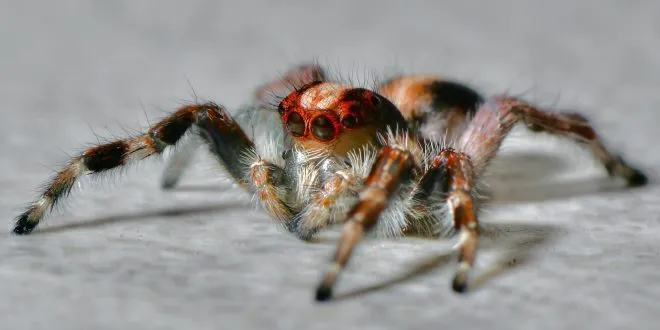 Venomous Spiders