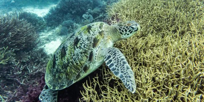 Komodo Dive Center