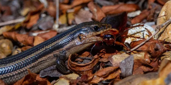 What Do Reptiles Eat