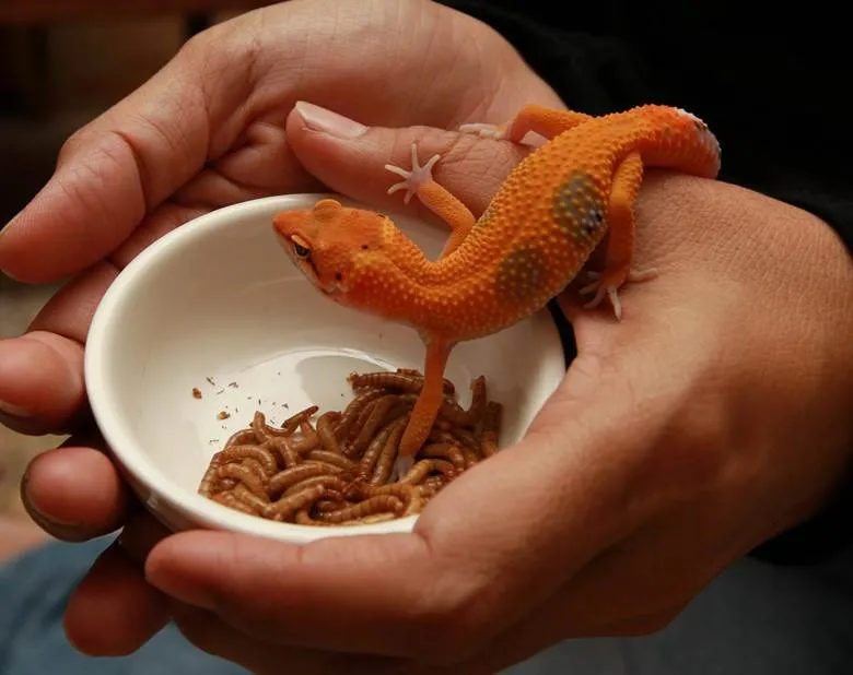 Reptiles