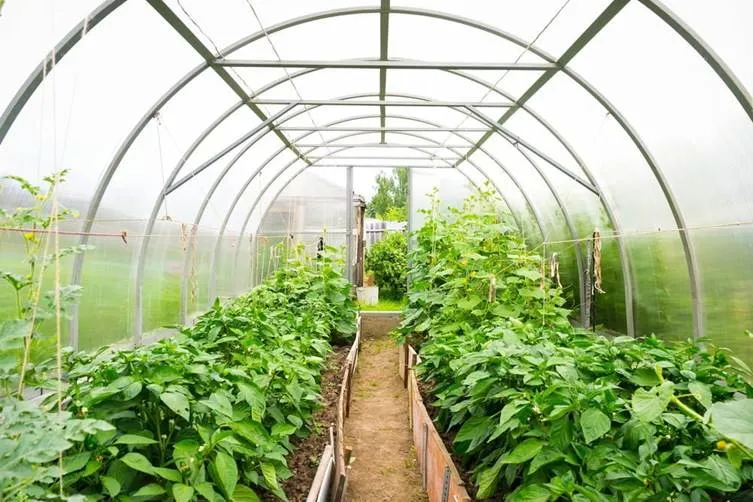 greenhouse
