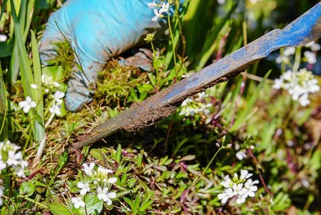 maintaining lawns and plants
