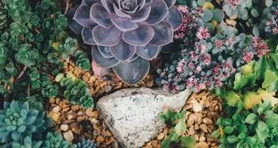 maintaining lawns and plants