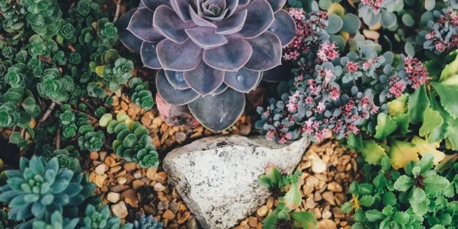 maintaining lawns and plants