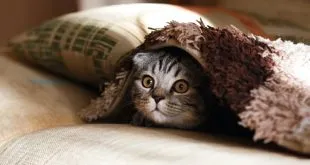 Pet Insurance